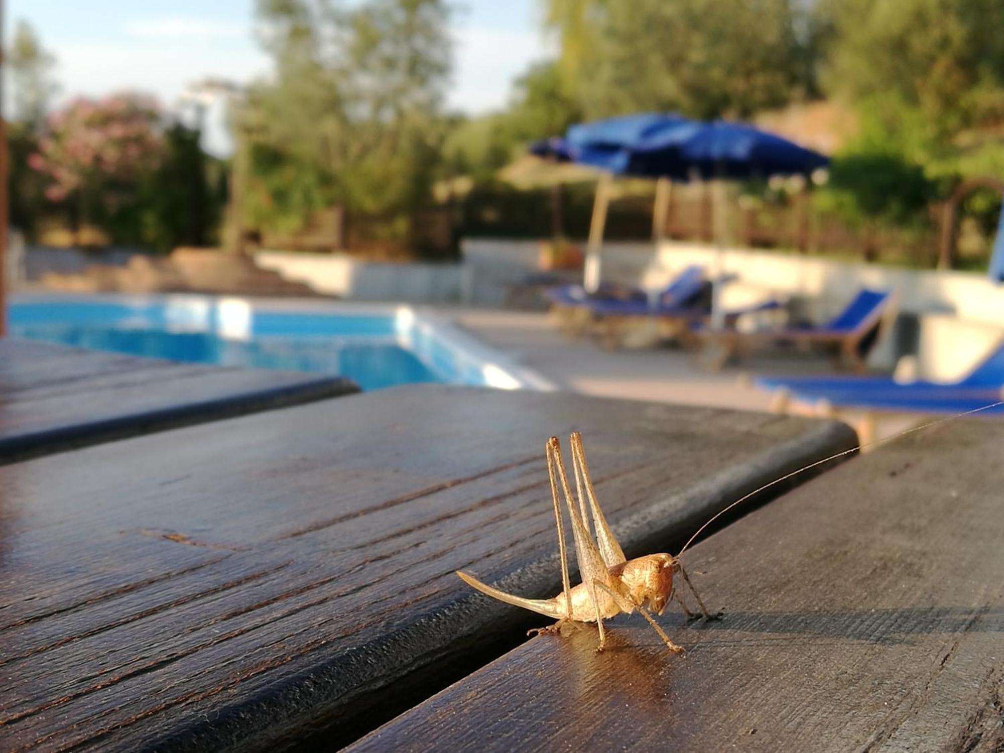 Monteleone dʼOrvieto Agriturismo Cornieto מראה חיצוני תמונה