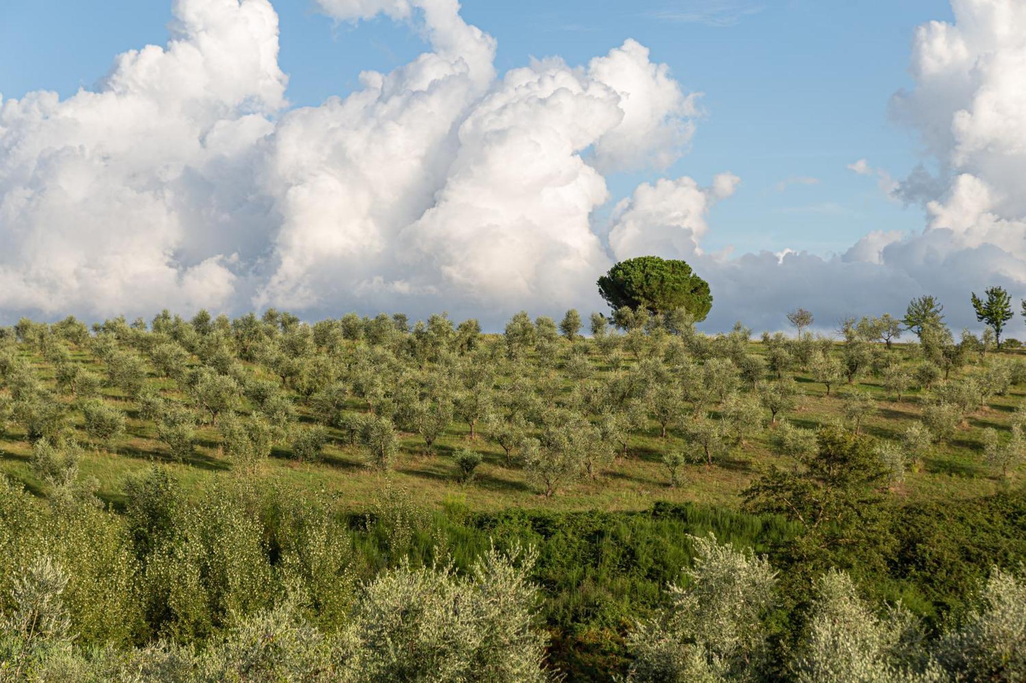Monteleone dʼOrvieto Agriturismo Cornieto מראה חיצוני תמונה