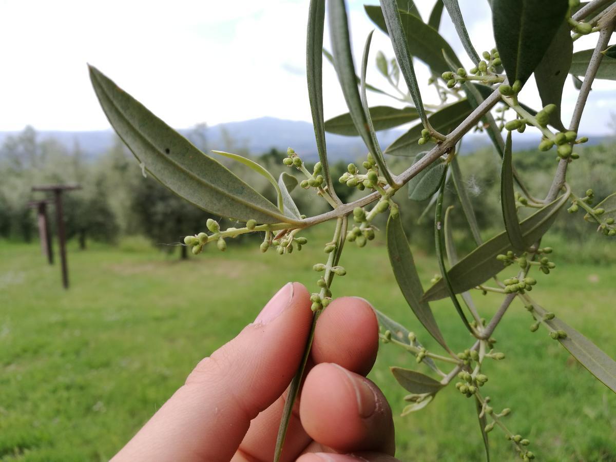 Monteleone dʼOrvieto Agriturismo Cornieto מראה חיצוני תמונה